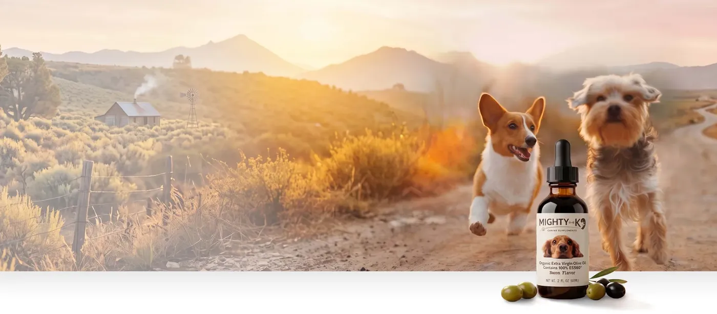 A corgi and a terrier trotting down a country trail at sunset beside an amber Mighty K9 bottle